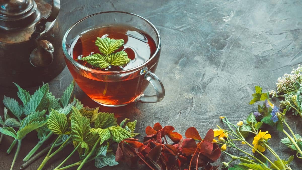 kombucha
